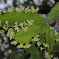 Euphorbia antiquorum L.